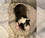 Small Photo #17 Boston Terrier Puppy For Sale in HARRISBURG, PA, USA