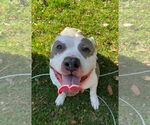 Small #2 American Pit Bull Terrier Mix