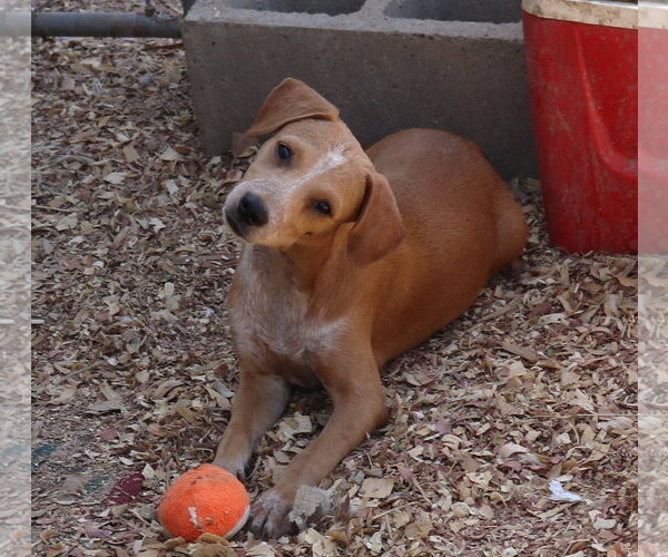 Medium Photo #4 Dachshund Puppy For Sale in Bandera, TX, USA