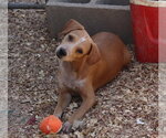Small #3 Dachshund