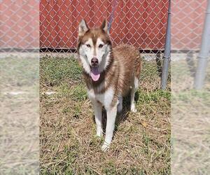 Siberian Husky Dogs for adoption in Pasadena, TX, USA