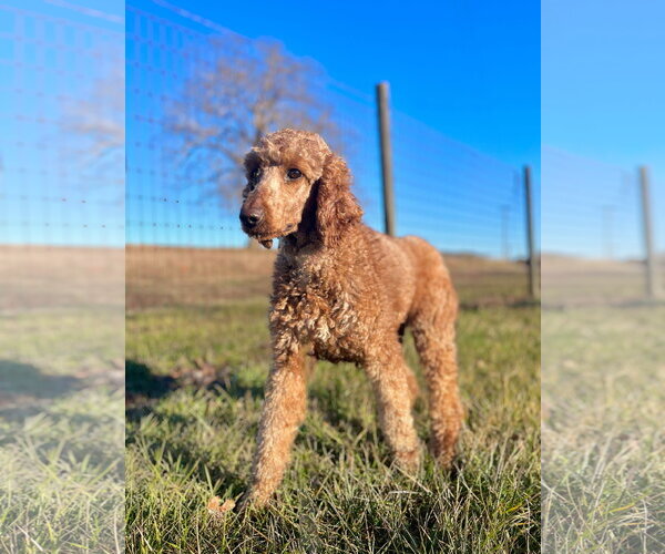 Medium Photo #1 Poodle (Standard) Puppy For Sale in Pacolet, SC, USA