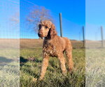 Lucy OH Jan 24 - Female Poodle (Standard) Dog for Adoption - Small photo
