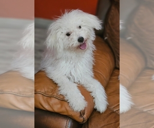 Maltipoo Puppy for sale in PINSON, AL, USA