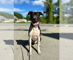 Small #8 Lab-Pointer