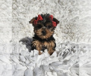 Yorkshire Terrier Puppy for sale in INDIANAPOLIS, IN, USA