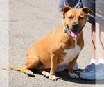 Small #3 American Staffordshire Terrier-Basset Hound Mix
