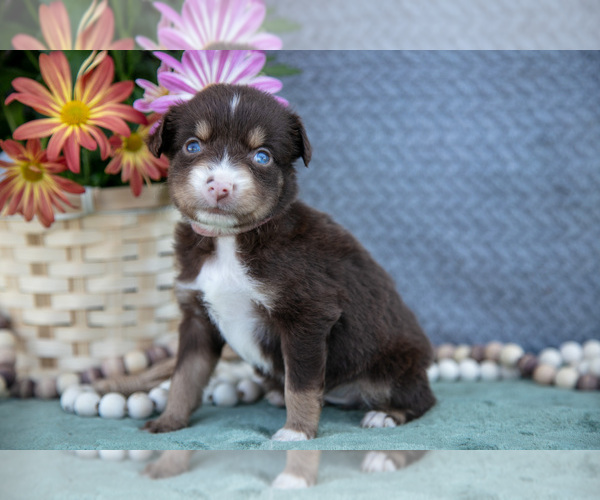Medium Photo #17 Miniature Australian Shepherd Puppy For Sale in CLARE, MI, USA