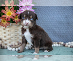 Puppy Gracie Miniature Australian Shepherd