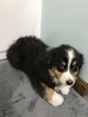 Small Photo #11 Australian Shepherd Puppy For Sale in CANTON, OH, USA