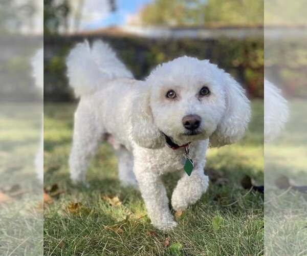 Medium Photo #6 Bichon Frise-Unknown Mix Puppy For Sale in Clarkston, MI, USA