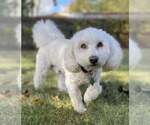 Small #5 Bichon Frise Mix