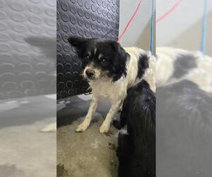 Papillon-Unknown Mix Dogs for adoption in Camarillo, CA, USA