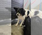 Small Papillon Mix