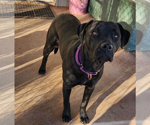 Medium Photo #1 Mutt Puppy For Sale in Clinton, OK, USA