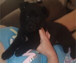 Small #1 German Shepherd Dog