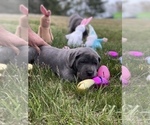 Small Photo #32 Great Dane Puppy For Sale in PINNACLE, NC, USA