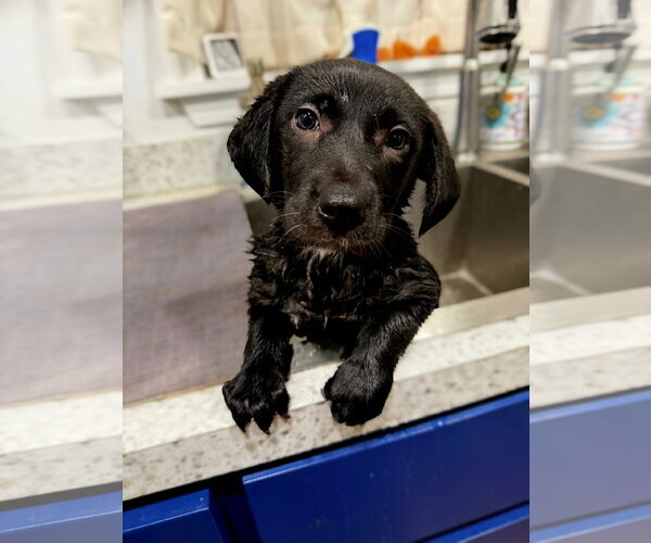 Medium Photo #2 Labrador Retriever-Unknown Mix Puppy For Sale in Jackson, MS, USA