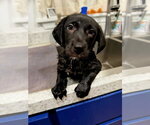 Small Photo #2 Labrador Retriever-Unknown Mix Puppy For Sale in Jackson, MS, USA