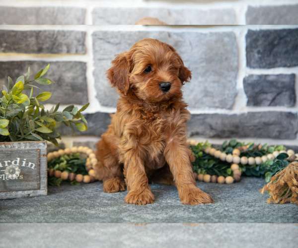 Medium Photo #3 Cockapoo (Toy) Puppy For Sale in MIFFLINBURG, PA, USA