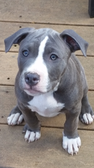 American Pit Bull Terrier Puppy for sale in PORT DEPOSIT, MD, USA