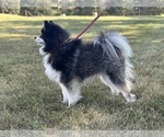 Small #5 Pomsky