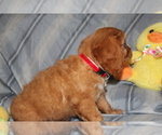 Small #2 Cavalier King Charles Spaniel