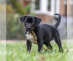 Small #3 Golden Retriever Mix