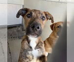 Small #1 American Pit Bull Terrier Mix