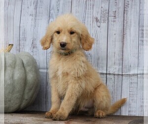 Goldendoodle Puppy for sale in FREDERICKSBG, OH, USA