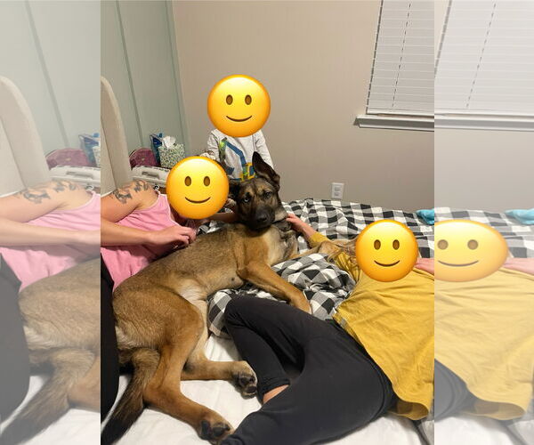 Medium Photo #3 Gerberian Shepsky Puppy For Sale in La Grange , NC, USA