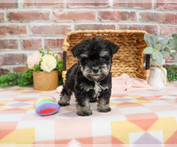 Medium Photo #6 Schnauzer (Miniature) Puppy For Sale in SYRACUSE, IN, USA