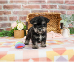Small #5 Schnauzer (Miniature)