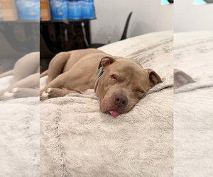 KIERAN - Male Mutt Dog for Adoption - Photo #7