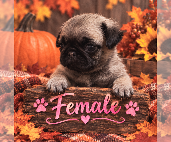 Medium Photo #1 Pug Puppy For Sale in CHEYENNE, WY, USA