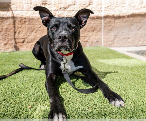 Medium Photo #1 American Staffordshire Terrier-Unknown Mix Puppy For Sale in Raleigh, NC, USA