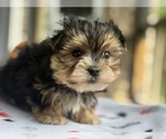 Small #8 Morkie