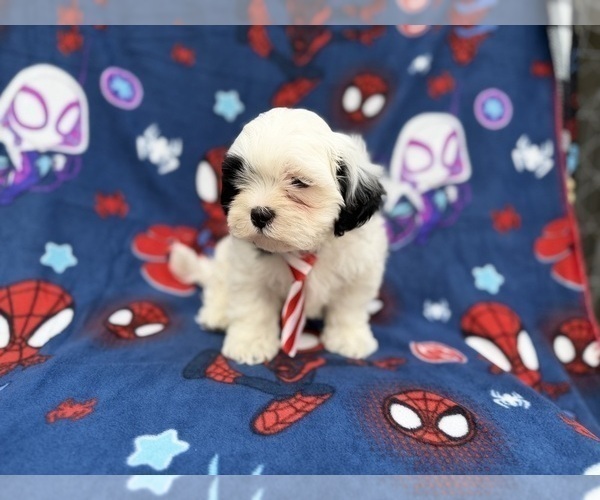 Medium Photo #6 Zuchon Puppy For Sale in LAKELAND, FL, USA
