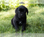 Small Photo #29 Cane Corso Puppy For Sale in WAKARUSA, IN, USA
