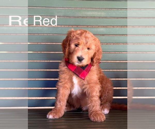 Medium Photo #18 Double Doodle Puppy For Sale in HESPERIA, CA, USA