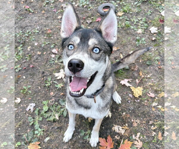 Medium Photo #8 Mutt Puppy For Sale in Brooklyn Center, MN, USA