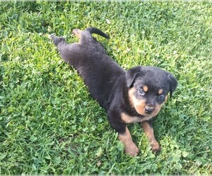 Rottweiler Puppy for sale in GUILFORD, NY, USA