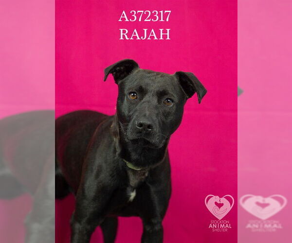 Medium Photo #2 Mutt Puppy For Sale in Stockton, CA, USA