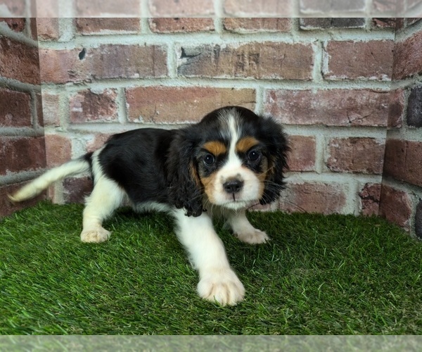 Medium Photo #8 Cavalier King Charles Spaniel Puppy For Sale in CLARK, MO, USA