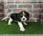 Small #7 Cavalier King Charles Spaniel