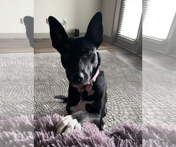Medium Photo #1 Border Collie Puppy For Sale in Euless, TX, USA