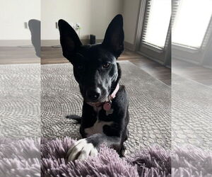 Border Collie Dogs for adoption in Euless, TX, USA