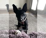 Small Border Collie