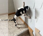 Small #3 Great Dane