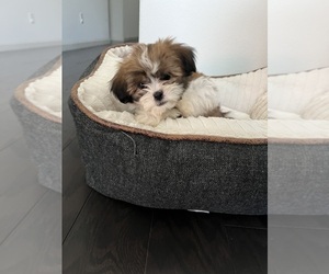 Mal-Shi-Unknown Mix Puppy for sale in ELK GROVE, CA, USA